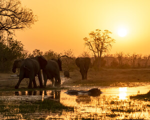 Elephant herd drinking in the sunset with hippos in the water 