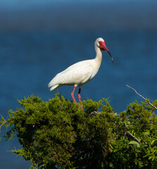 White Ibis