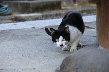警戒心を持ってこちらを見る白黒の野良猫