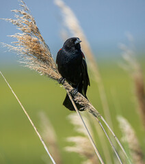 Red winged Black Bird
