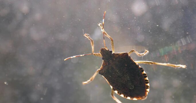 Stink bug on a window glass surface in sunlight, struggling to crawl, cinematic closeup