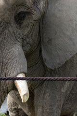 Big elephant in captivity © Cesar A