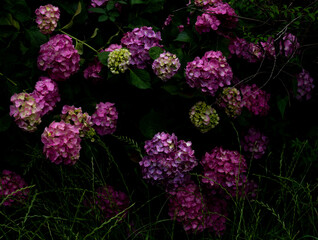 雨の日の紫陽花