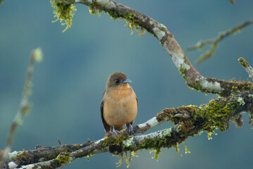 Observando a linda manhã