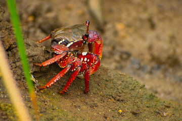 Caranguejo Maria mulata