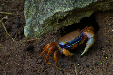 Caranguejo no manguezal