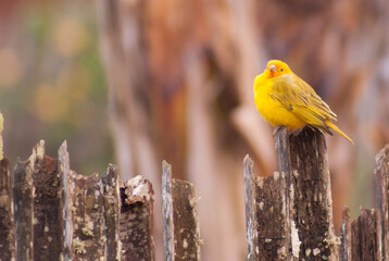 Canário em uma manhã gelada