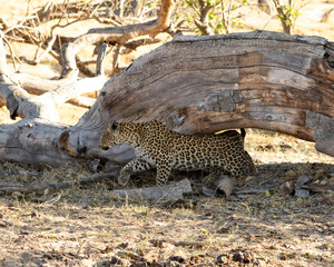 Leopard Panthera Pardus walking under a log