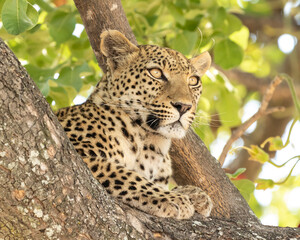 Leopard Panthera Pardus close up of head