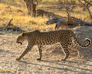 Leopard Panthera Pardus 