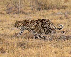 Leopard Panthera Pardus mother and cub walking in the grass