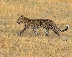 Leopard Panthera Pardus cub walking in the golden grass