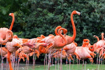 A group of pink flamingos in a swamp