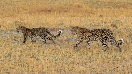 Leopard Panthera Pardus mother and cub walking in the grass