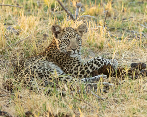 Leopard Panthera Pardus cub playing with elephant poo