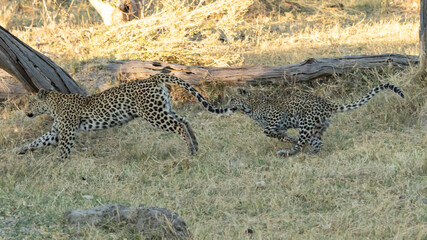 Fototapeta na wymiar Leopard Panthera Pardus 