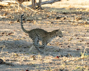 Leopard Panthera Pardus cub running in the shade