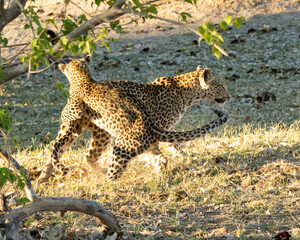 Leopard Panthera Pardus mother and cub playing