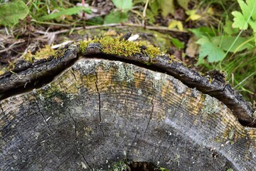 Close up of an old tree log