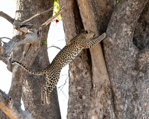 Naklejka na ściany i meble Leopard Panthera Pardus jumping into a sausage tree