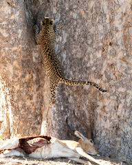 Leopard Panthera Pardus cub jumping into a sausage tree