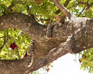 Leopard Panthera Pardus cub in a sausage tree