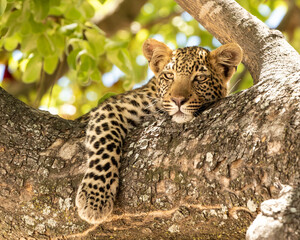 Leopard Panthera Pardus cub in a sausage tree