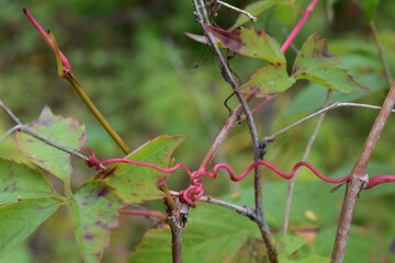 close up of a red plant vine