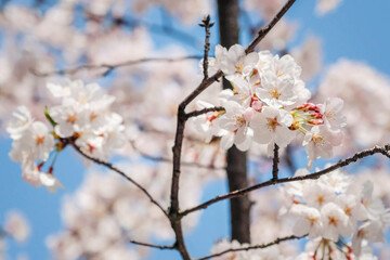 Beautiful blooming cherry blossom [sakura] detail and close up at Springtime is South Korea