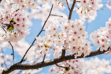 Beautiful blooming cherry blossom [sakura] detail and close up at Springtime is South Korea