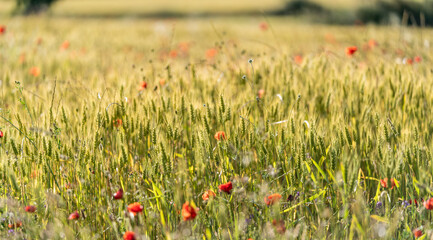 Wildflower, poppy and wheat meadow in spring
