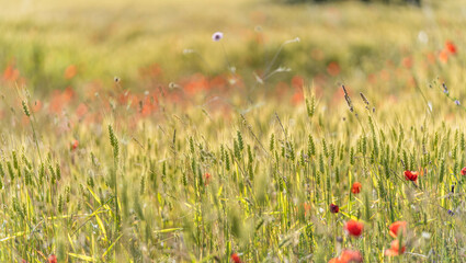 Fototapeta premium Wildflower, poppy and wheat meadow in spring