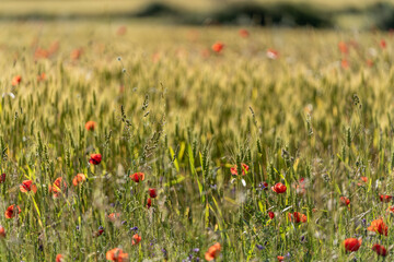 Wildflower, poppy and wheat meadow in spring