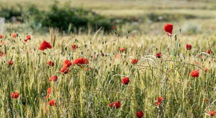 Wildflower, poppy and wheat meadow in spring