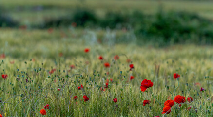 Wildflower, poppy and wheat meadow in spring