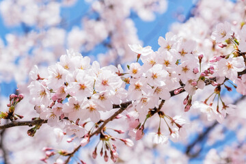 Beautiful blooming cherry blossom [sakura] detail and close up at Springtime is South Korea