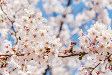 Beautiful blooming cherry blossom [sakura] detail and close up at Springtime is South Korea