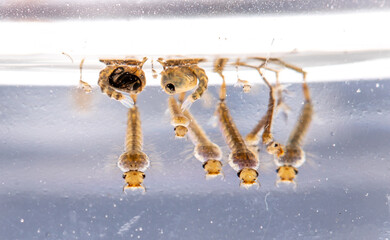 The larvae of mosquitoes that still live in the water When aged, will come away from the mosquito...