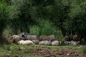 Sheep Standing Under A Tree. Sheep flock rests in a tree shade.