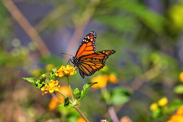 Extreme close-up of a colorful orange and black monarch butterfly.
