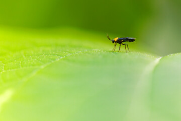 fly on green leaf