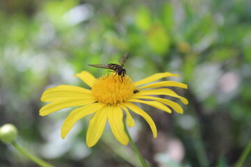 Aveja en Margarita