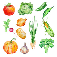 watercolor set of vegetables