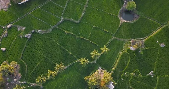 Top View of Lush Crop Fields In Hampi, Karnataka, India On A Sunny Morning - aerial