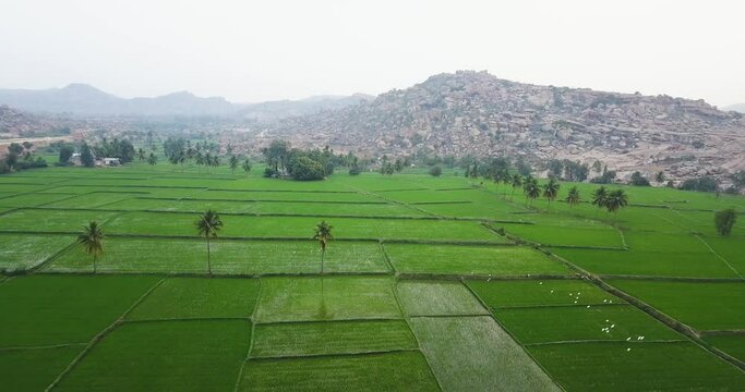 Lush Field And Palm Trees In Hampi, Karnataka, India With Landfill In The Background - aerial drone