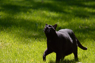 Obraz na płótnie Canvas Black cat walking in yard watching birds