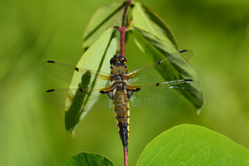 Belted White Face Dragonfly