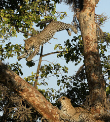 Young male leopard jumping to another tree limb as mother watches, Masai Mara Game Reserve, Kenya