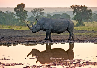 White rhinoceros reflected in waterhole at sunrise, Kenya