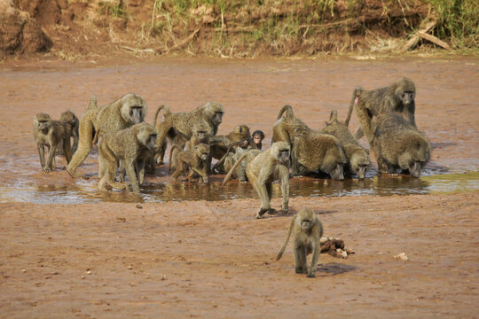 Troop of olive baboons drinking from Ewaso (Uaso) Nyiro river, Samburu Game Reserve, Kenya